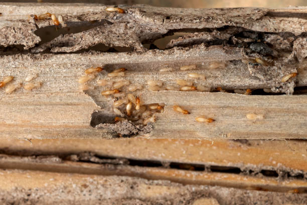 Pest Prevention Services in Batesville, MS